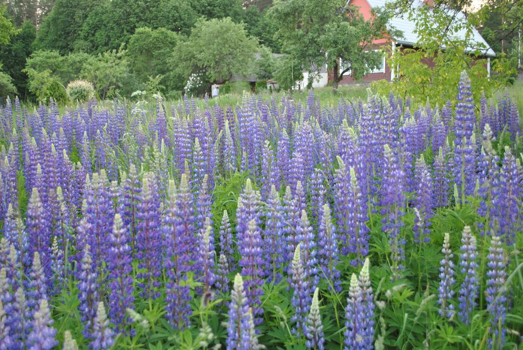 Brivdienu Maja Skerskani คราซลาวา ภายนอก รูปภาพ